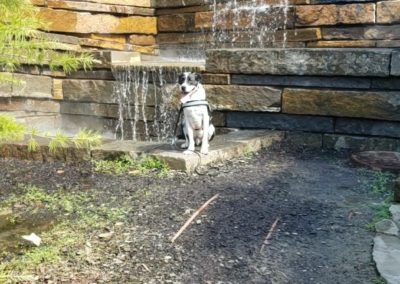Dog Training Tulsa