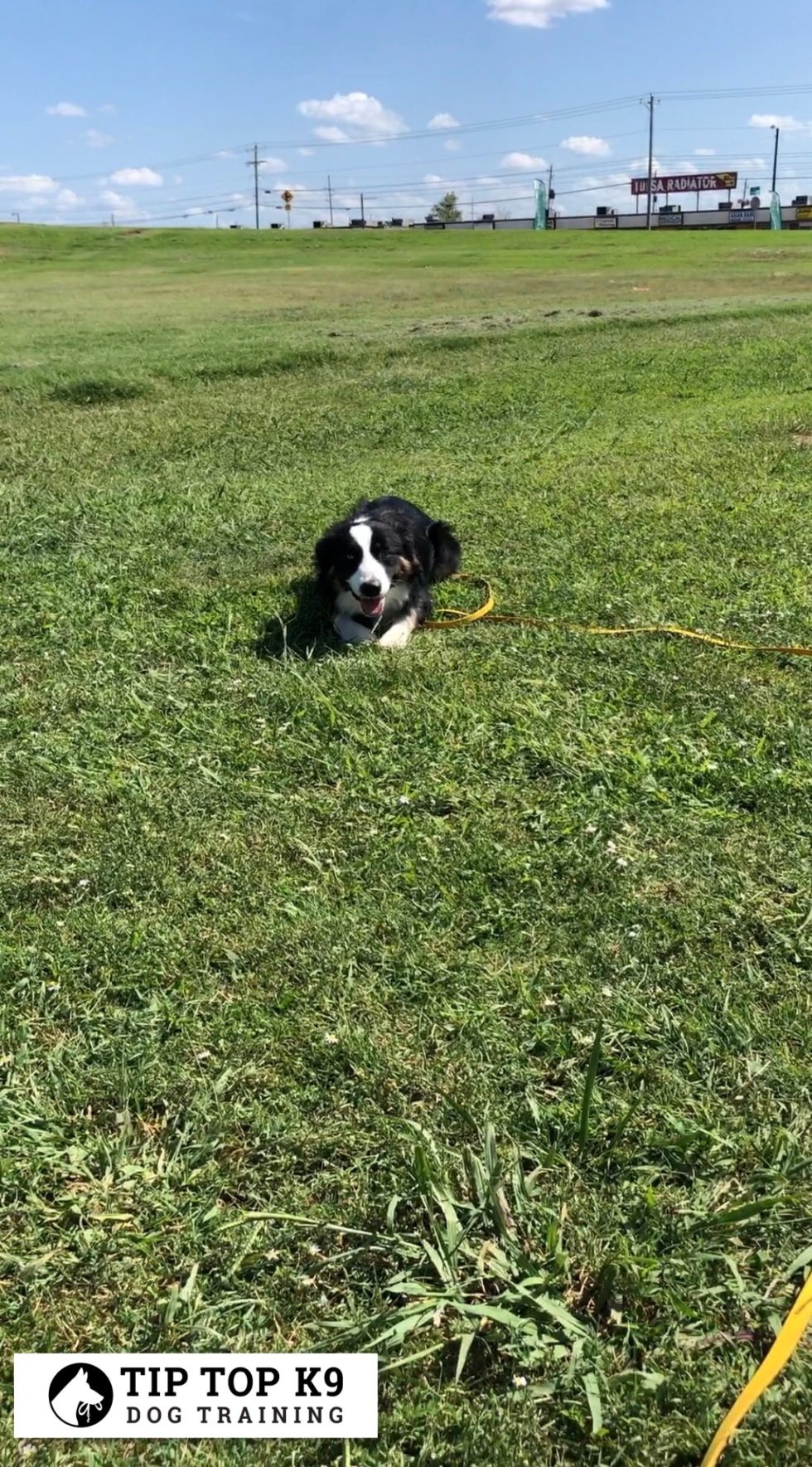 Dog Training in Tulsa We Offer Awesome Services