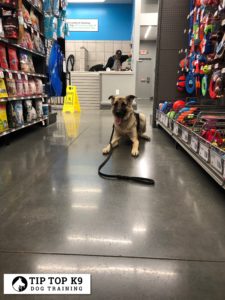 Dog Training in Tulsa