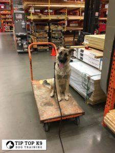Dog Training Tulsa