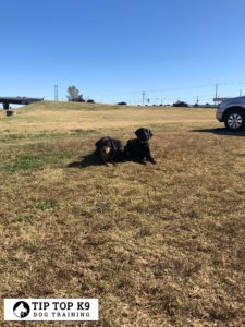 Dog Obedience School Oklahoma