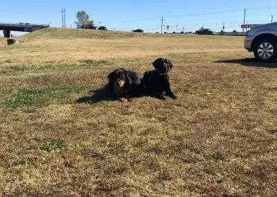 Dog Obedience School Oklahoma