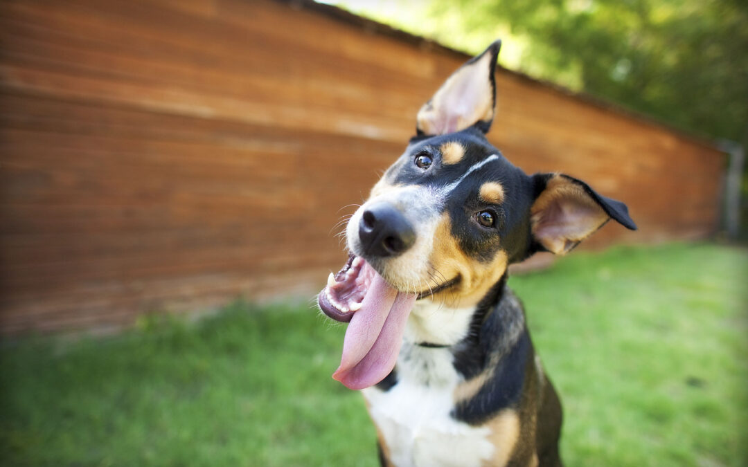 Dog Training Utah | Your Dog Will Calm Down
