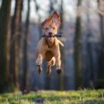 Hungarian Pointer Hound Dog