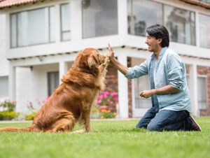 Dog Training in Fort Worth Texas | Trained To Perfection!