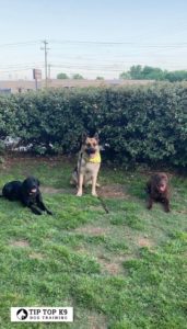 Dog Training In Keller Texas