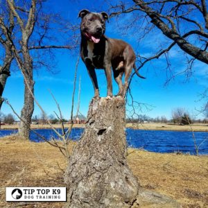 Dog Training In The Woodlands Texas