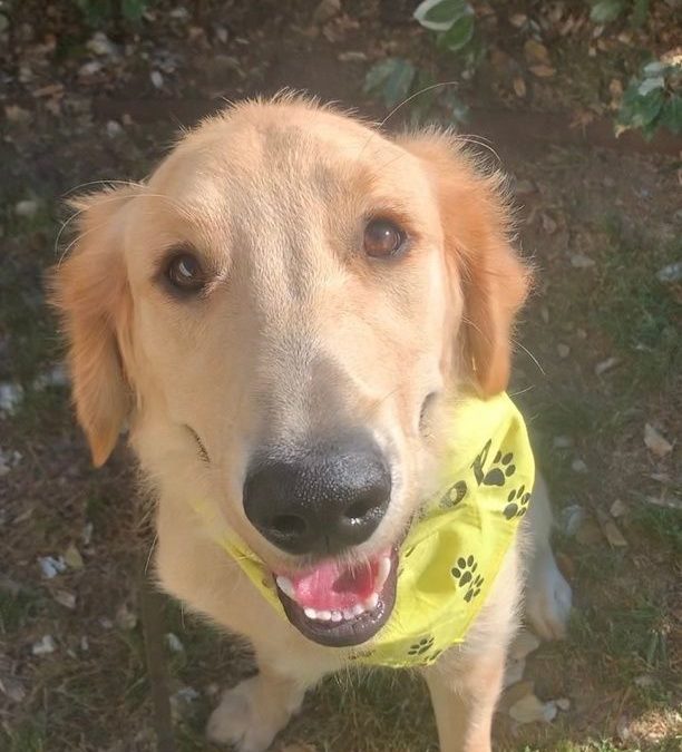 Tulsa Dog Training | Bringing Your Loving Dog Back