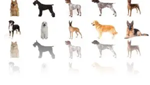 Oklahoma Dog Training School