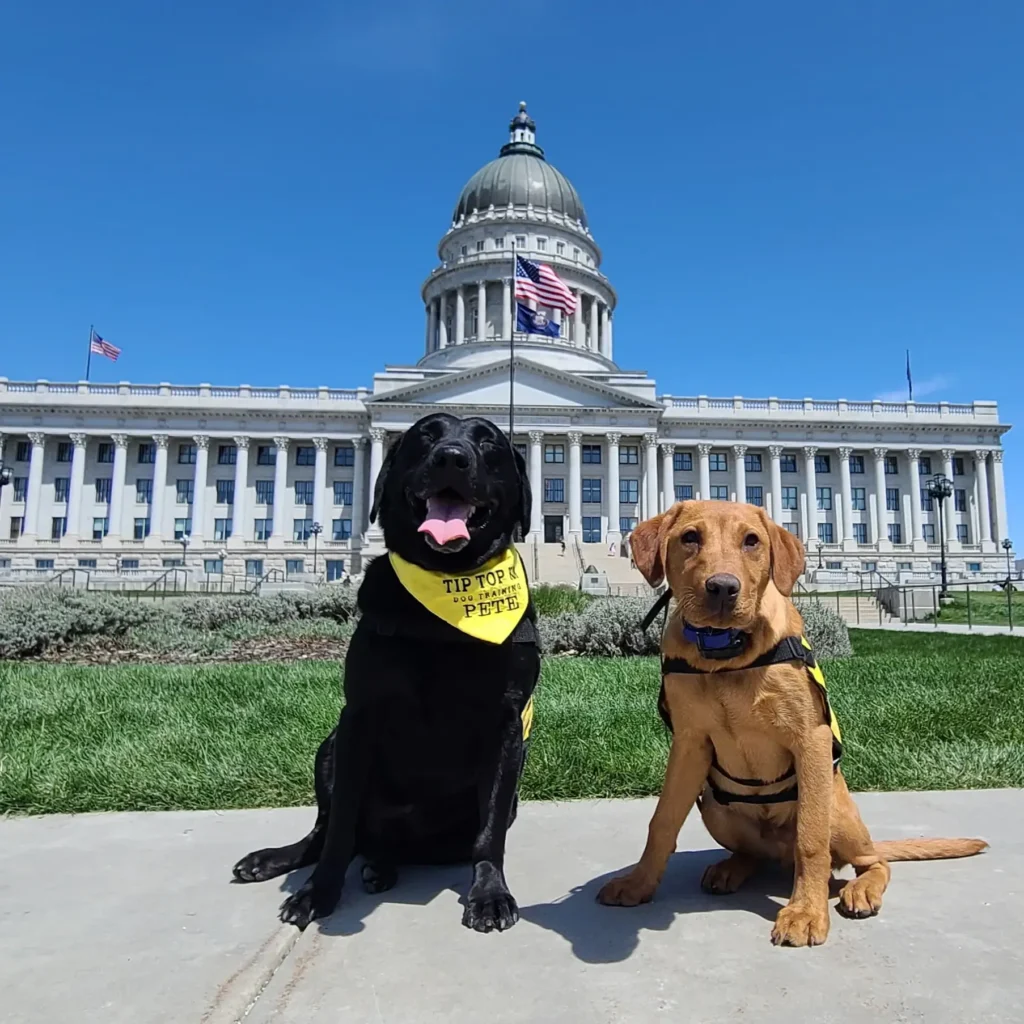 Draper Dog Training Obedience.webp
