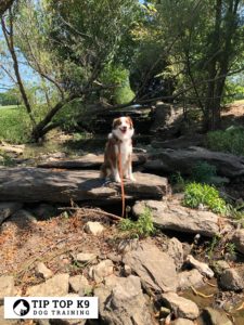 Edmond Dog Training | Sit, Stay, Lay