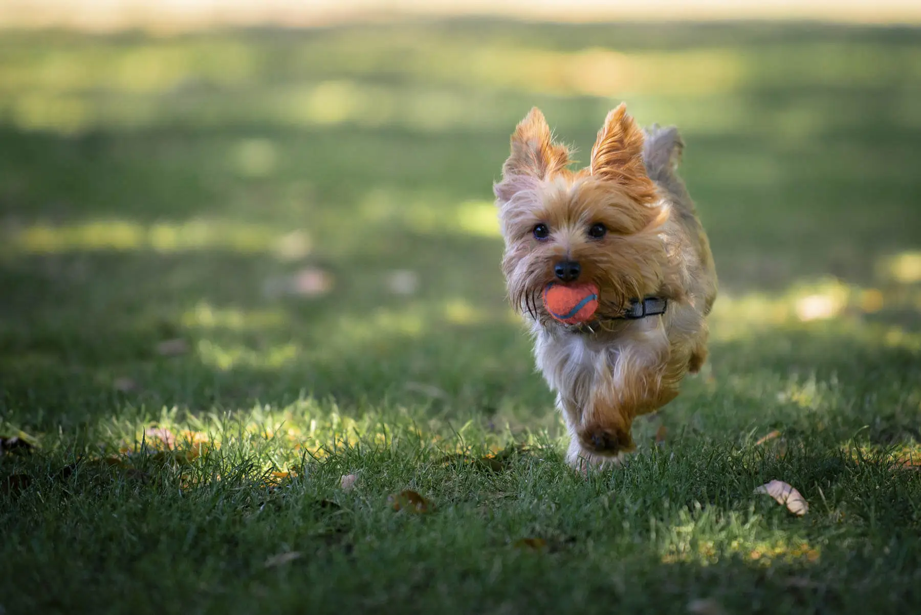 FORT SMITH DOG TRAINING.jpg