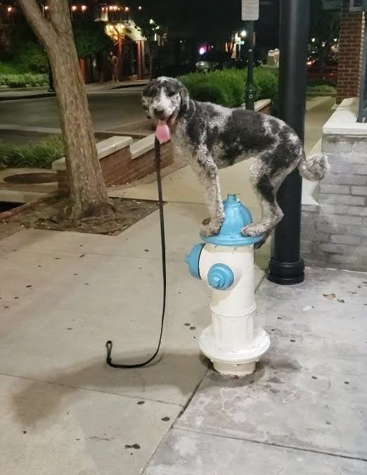 Dog Training Fayetteville | Good Dog Guaranteed