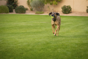 Find Dog Trainers Meridian Idaho | We Provide Success