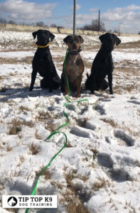 Find Dog Training Keller Texas 197×300
