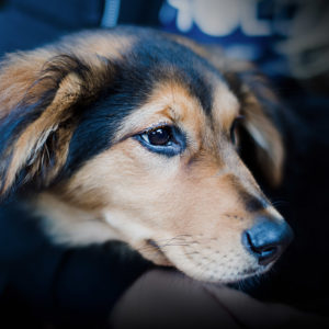 Find The Best Dog Trainers In Boise Idaho | Dog Training In Boise Idaho