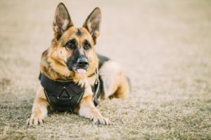 Brown German Sheepdog Alsatian Wolf Dog Wearing In Special Training Clothes