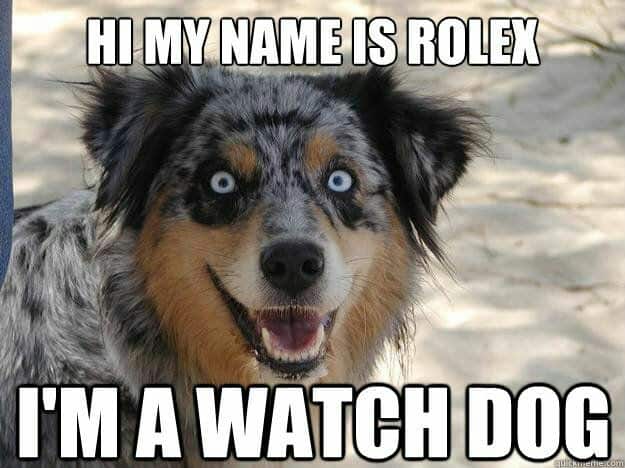 Funny Australian Shepherd Dog Meme