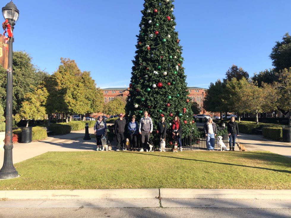 Tip Top K9 Oklahoma City OKC Dog Training Dog Training OKC