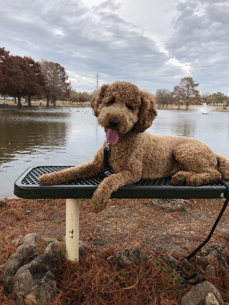 Top Dog Training Fort Smith The Very Top Training For Your Dog 