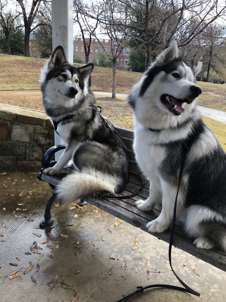 Boarding Dogs In Boise Count On Us To Help You Excel