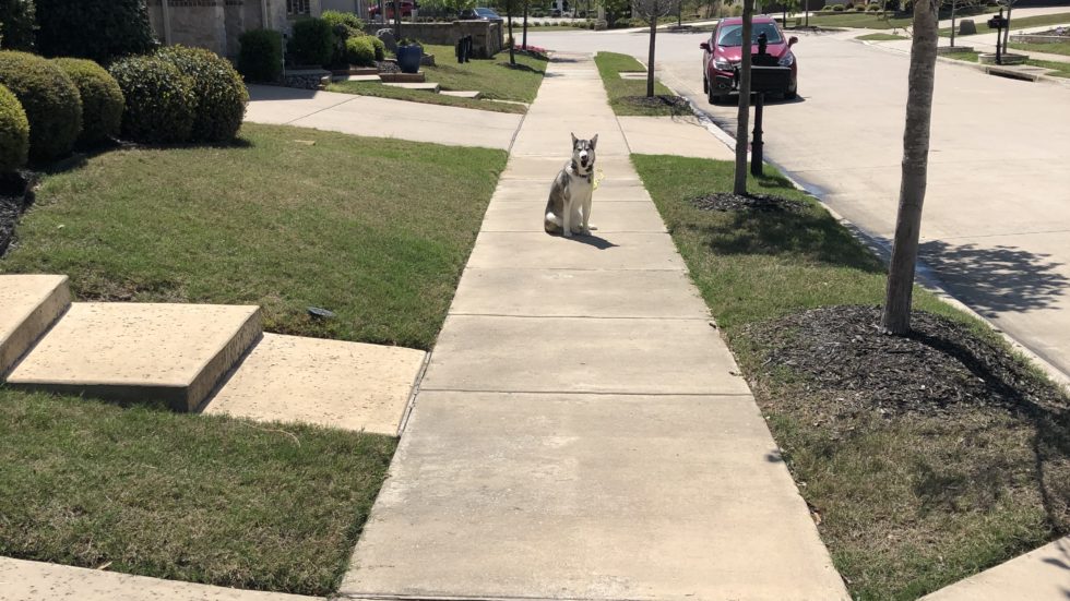 Tip Top K9 Gilbert Gilbert Dog Training Dog Training Gilbert, AZ