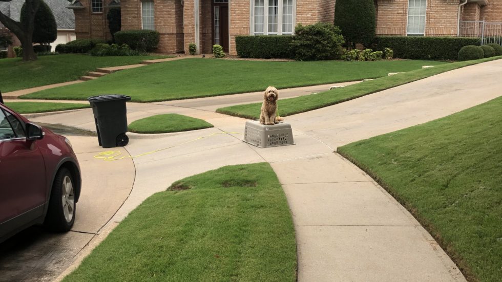 Tip Top K9 Gilbert Gilbert Dog Training Dog Training Gilbert, AZ