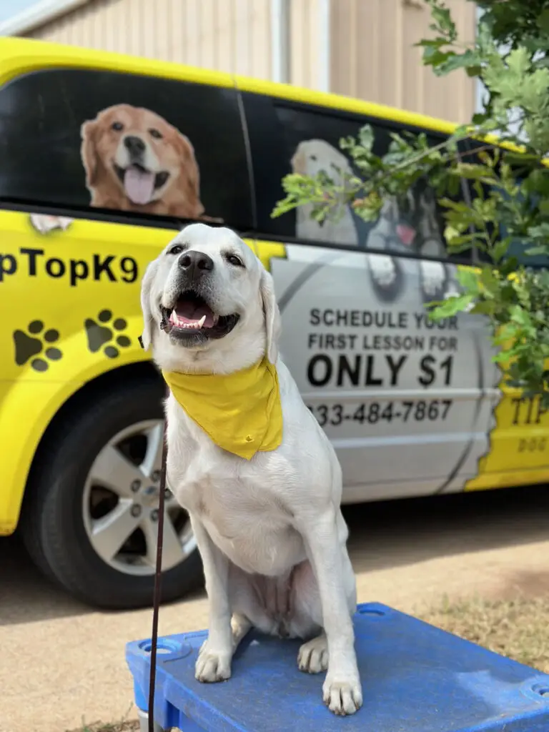 KC Dog Training TipTop 1