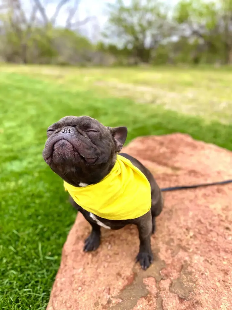 Kansas City K9 Dog Trainer