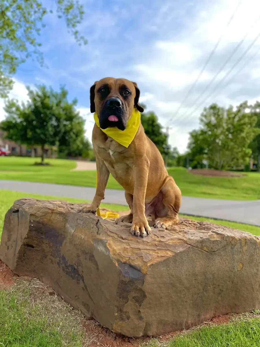 Kansas City Dog Trainer