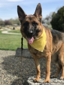 Lewisville TX Dog Training | Stellar Pup Service