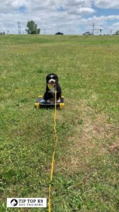 McKinney Dog Training | Your Dog Will Be Stress Free