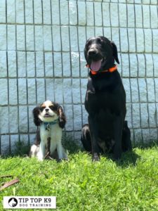 Meridian Idaho Dog Training | Count Us In, Success Only!