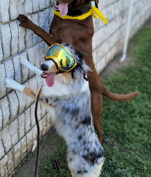 Myrtle Beach Dog Trainers the training your dog deserves