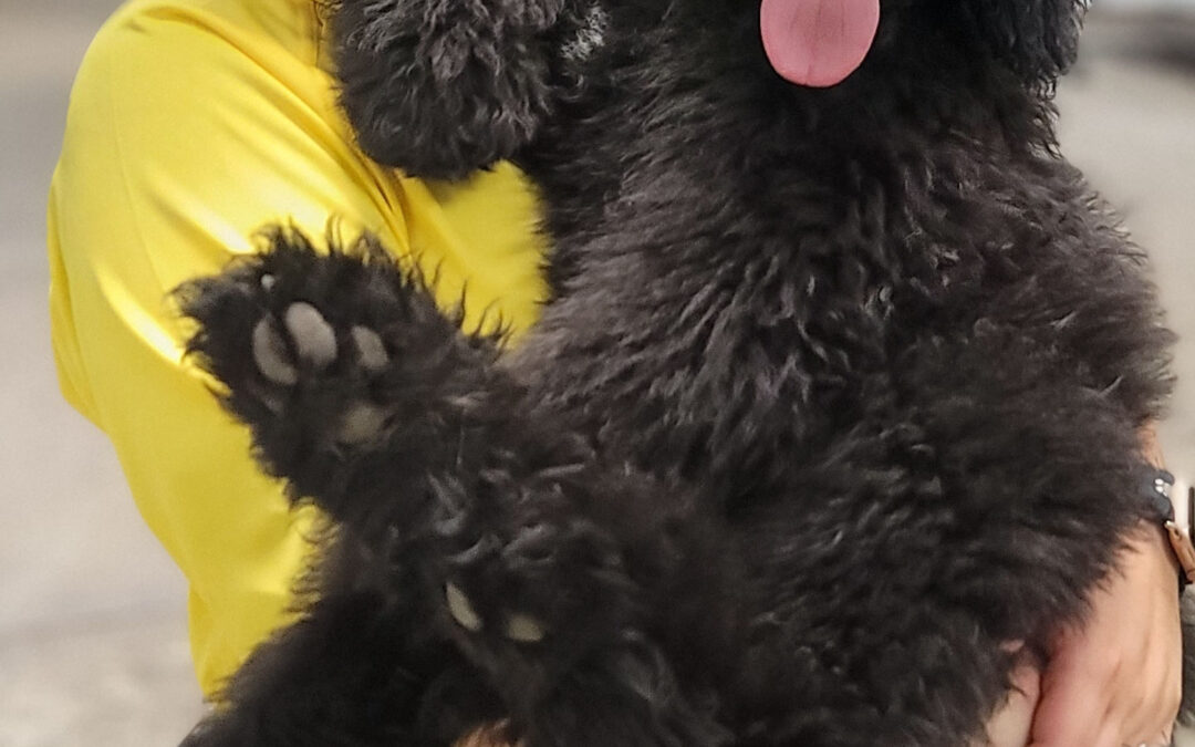 Myrtle Beach Dog Training equality for dog training