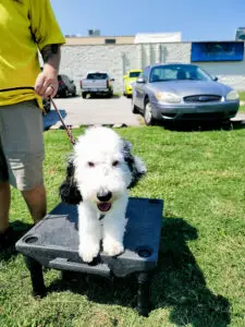 Myrtle Beach Dog Training Near Me