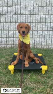 Norman Oklahoma Dog Training