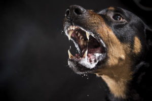 Ferocious Rottweiler Barking Mad On Black Background