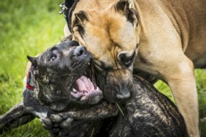 Two Aggressive Dogs Pitbulls Are Fighting