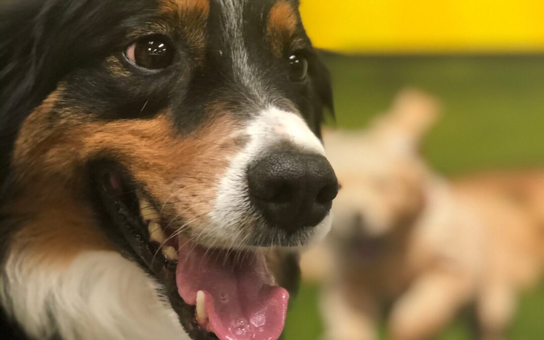 Plano Dog Training | Dog Training As Easy As 1, 2, 3!