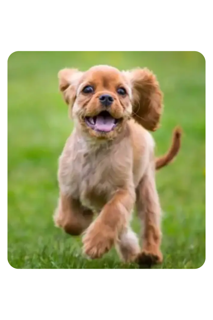 Puppy