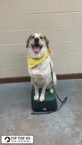 Edmond Dog Training