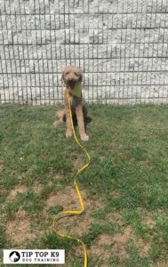 Puppy Training Tulsa 17