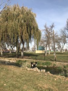 Quality Dog Training Tulsa | Exceeding Expectations