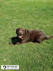 Royal Oak Michigan Dog Training | Giving Dogs A New Method