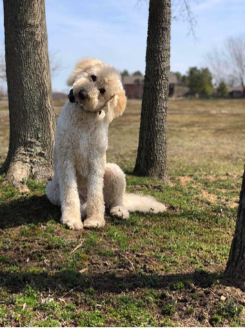 Owasso Dog Training | This Dog Trainers Knows How to Help.