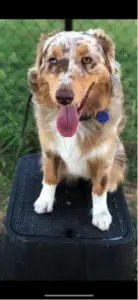 west jordan Utah dog training