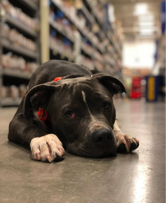 Best Birmingham Michigan Dog Training We Believe In Dependability