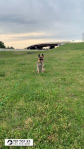 Southlake Dog Training | The best behaving dogs