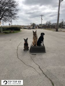 The Best Dog Training In Southlake Texas